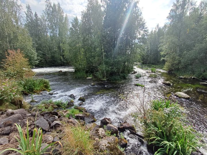 Tainionvirran Hotilankoski Hartolassa. Kesä–heinäkuun runsaat sateet toivat helpotusta tulvattoman kevään muodostamaan kuivuuden uhkaan. Paikoitellen vettä satoi turhankin runsaasti.