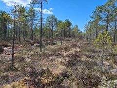 Vuonna 2024 tehtyä ojantäyttöä rämeellä kuvattuna toukokuussa 2025.