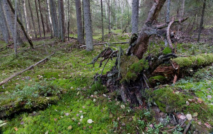 Metsää, jossa kaatuneita pieniä puita, juurakko, sammalta ja pudonneita lehtiä.