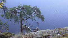 Järvimaisema, jossa sinistä vettä, mänty ja jäkälää.