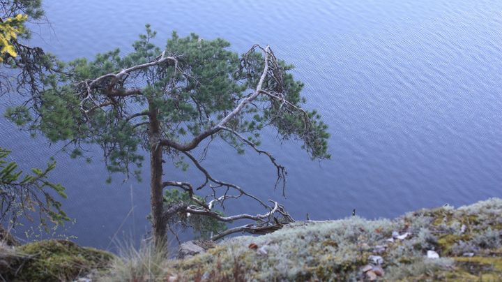 Järvimaisema, jossa sinistä vettä, mänty ja jäkälää.