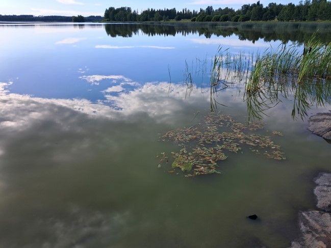 Järvessä on sinileväkukintoja.