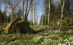 Valkovuokkoja, puita ja sammaloituneita isoja kiviä.