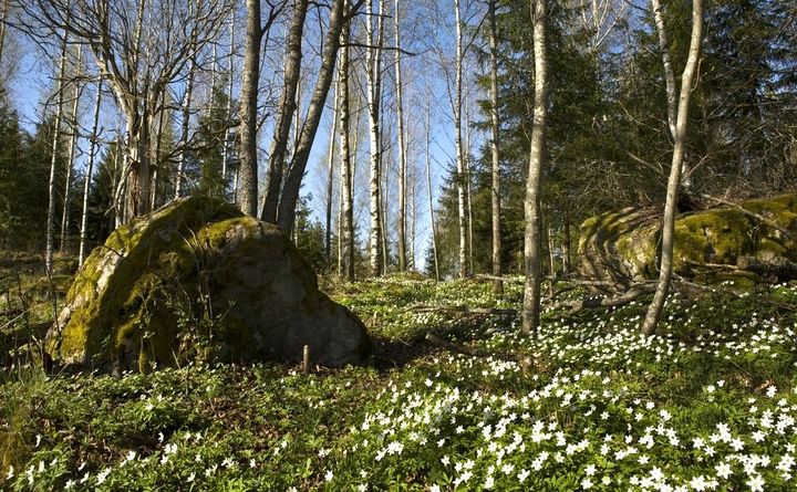 Valkovuokkoja, puita ja sammaloituneita isoja kiviä.