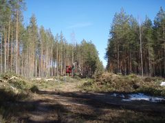 Kone poistaa puita metsässä.