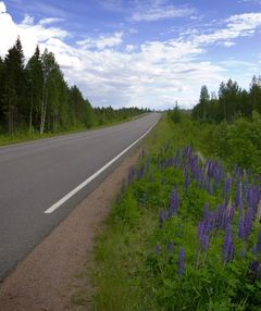 Maantie kulkee metsän läpi, tien reunalla kasvaa purppuranvärisiä lupiineja.