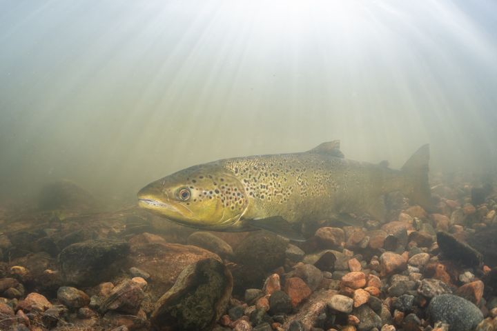 Naaraslohi veden alla kivisessä joessa, valmistautumassa kutuun.