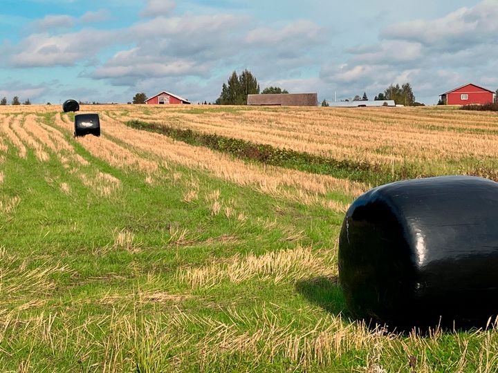 Puitu syyspelto, puolipilvinen taivas, pellolla mustalla muovilla peitettyjä pyöröpaaleja.