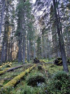 Vanhaa, sammaloitunutta kuusimetsää ja jo lahoamassa olevia kaatuneita puunrunkoja.