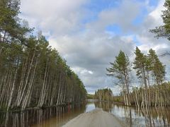 Metsätie ja sitä ympäröivä metsä peittyneenä lähes kokonaan veden valtaan. Vain osa hiekkatien keskiosasta näkyy, ennen kuin vesi katkaisee tien kokonaan.