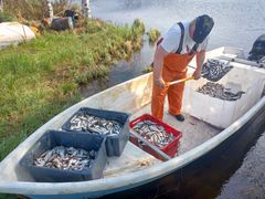 Kalastaja lapioi rannassa olevassa veneessä särkikaloja kuljetuslaatikoihin.