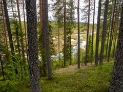 Näkymä metsästä Isojoen niityille Akantörmiltä katsottuna.