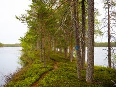 Kapea metsäpolku kulkee veden ympäröimän, puiden peittämän harjanteen läpi.