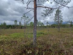 Karussa Purojärvensuon suomaisemassa kasvaa yksittäisiä männyntaimia.