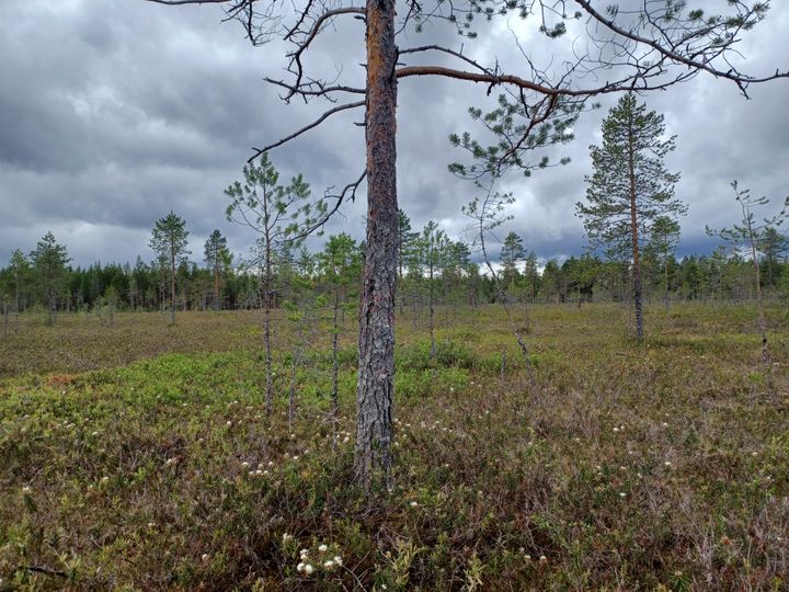 Karussa Purojärvensuon suomaisemassa kasvaa yksittäisiä männyntaimia.