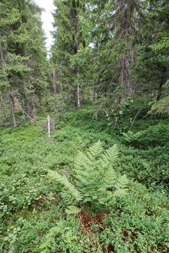 Saniaistupas suokasvillisuuden keskellä, taustalla kuusia.