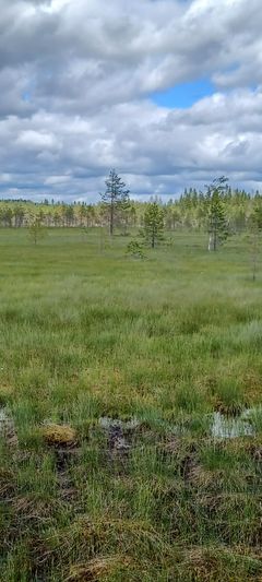 Näkymä rimpimäiselle, lähes puuttomalle suolle. Taustalla sininen taivas pilvineen.