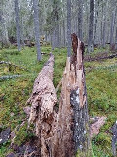 Vanha lahopuustoinen kangasmetsä. Kuvan etualalla maahan kaatunut lahopuu.