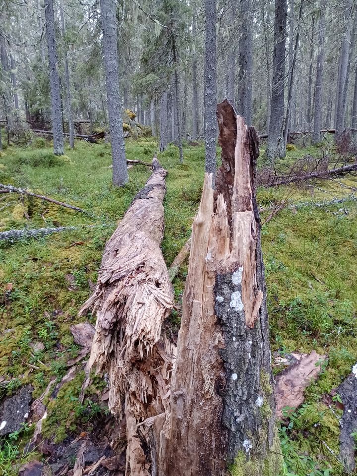 Vanha lahopuustoinen kangasmetsä. Kuvan etualalla maahan kaatunut lahopuu.