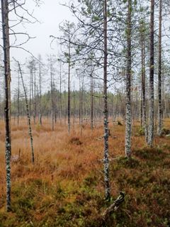 Suomaisema, jossa on suolle tyypillisiä puita ja aluskasvillisuutta.
