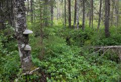 Metsämaisema, jossa puunrungolla kasvaa kääpiä. Maassa aluskasvillisuutta ja puita taustalla.