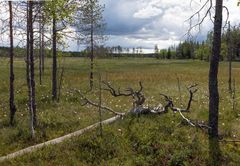 Metsäinen maisema, jossa kaatunut puu ja avara, ruohoinen niitty. Taustalla pilvinen taivas.