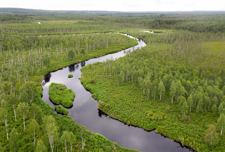 Kapea joki mutkittelee vehreän metsän ja suon halki.
