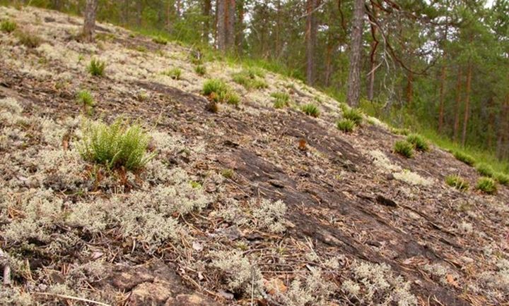Kalliorinne, jossa kasvaa viherraunioistuppaita ja muuta kasvillisuutta.