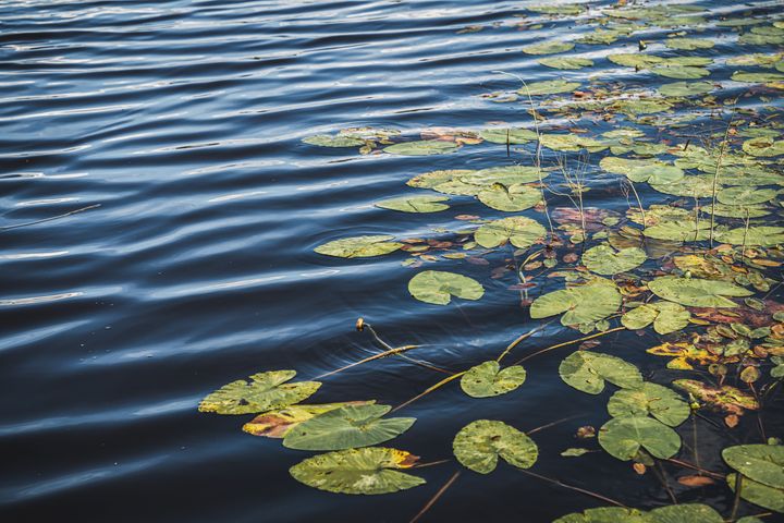 Kuvassa on järvi, jonka pinnalla kelluu lumpeenlehtiä.