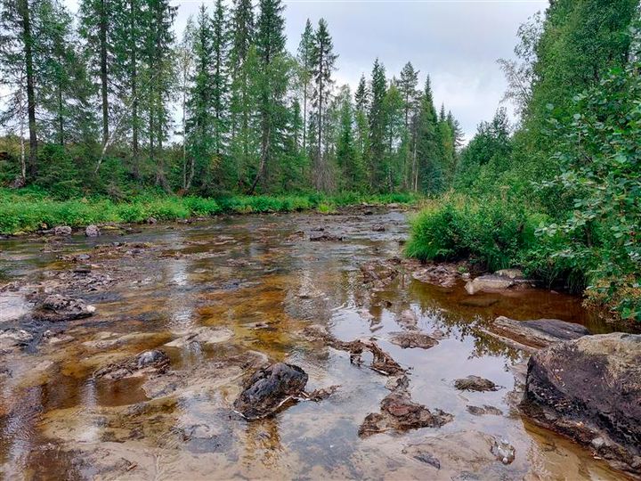 Joki, jossa on matala vesi ja kiviä, ympäröitynä vehreällä metsällä.