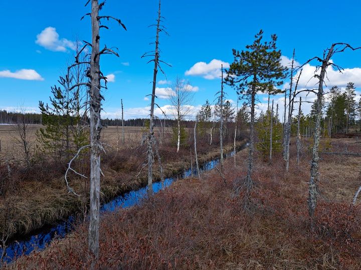 Maisemakuva suomaisemasta, jossa on kapea joki ja karuja puita sinisen taivaan alla.