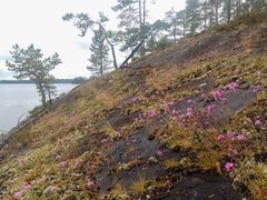 Rinteinen kallio, jolla kasvaa serpentiinipikkutervakoita ja muuta kasvillisuutta järvimaisemassa.