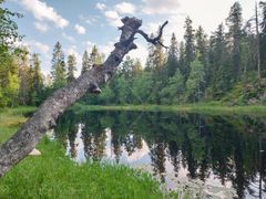 Metsämaisema, jossa on kaunis lampi ja kaatunut puu veden äärellä. Lampi heijastaa taivasta ja ympäröiviä puita.