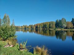 Syksyinen maisema Kaupunginlammella Kajaanissa, sininen taivas, värikkäät puut ja etualalla kolme sorsaa.