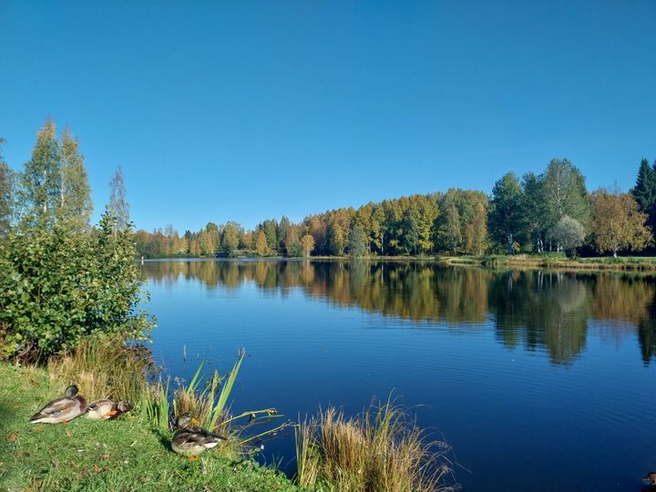 Syksyinen maisema Kaupunginlammella Kajaanissa, sininen taivas, värikkäät puut ja etualalla kolme sorsaa.