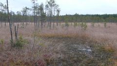 Keuruun ja Jämsän rajamailla sijaitseva Lempaatsuo on laaja keskeltä lähes puuton suoalue.