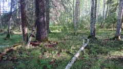 Vanhaa suojeltua metsää Saarijärven reitin varrelta.