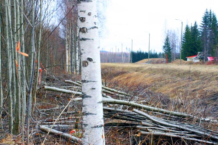 Puuta on raivattu tien varrelta, raja on merkitty selkeästi. Kuva: Keski-Suomen ELY-keskus