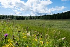 Nurmipelto aurinkoisena kesäpäivänä, pientareella kukkia, taivalla pilviä.