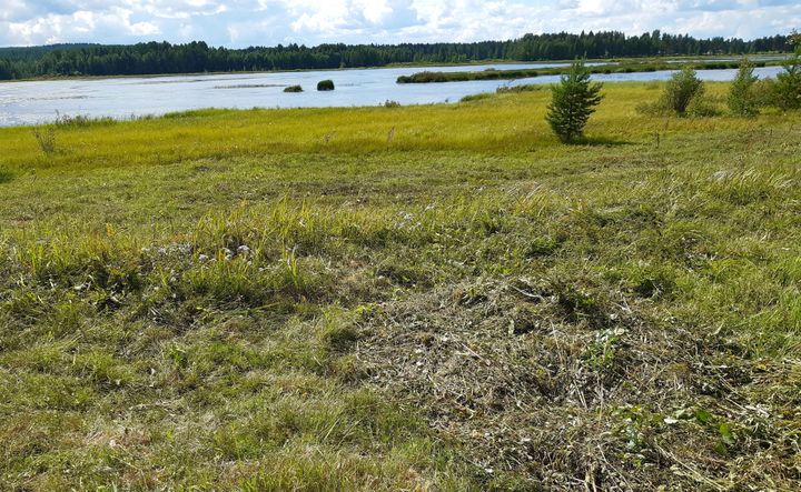 Konneveden ja Äänekosken rajalla sijaitseva Pyhäjärvi on Helmi-ohjelmassa mukana sekä lintuvesi- että rantaniittykohteena.