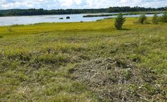 Konneveden ja Äänekosken rajalla sijaitseva Pyhäjärvi on Helmi-ohjelmassa mukana sekä lintuvesi- että rantaniittykohteena.