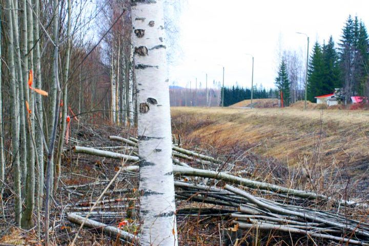 Tiealueen ja muun maanomistuksen raja on tarkkaan merkitty maastoon. Kuva: Keski-Suomen ELY-keskus