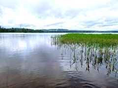 Järvimaisema, jossa näkyy tyyni vesi, rantakaislikkoa ja taustalla pilvinen taivas sekä metsää.