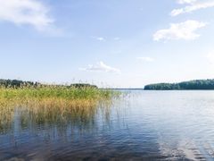 Tyyni järvi, jossa on kaislikkoa vasemmalla puolella ja metsää taustalla.