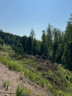 Mäntymetsän laita aurinkoisena päivänä, joissa näkyy vehreitä puita ja pensaita.
