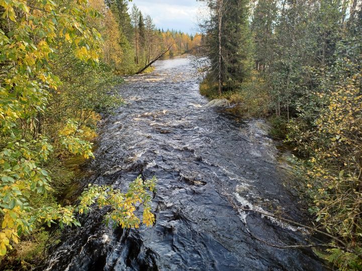 Puiden ympäröimä joki virtaa vuolaana.