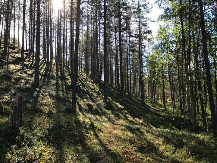 Mäntymetsä, joka siivilöi auringon valoa kesällä.