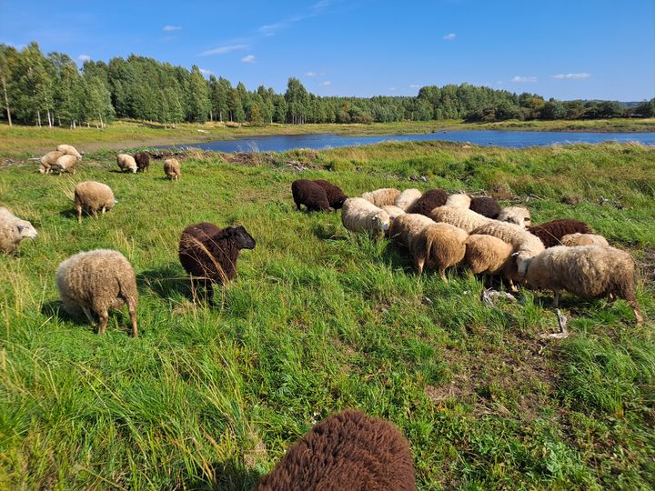 Lampaita laiduntaa veden ääressä olevalla laitumella.