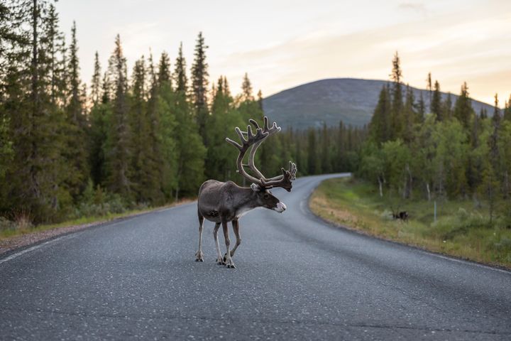 Kuva porosta Lapin kesäisellä tiellä