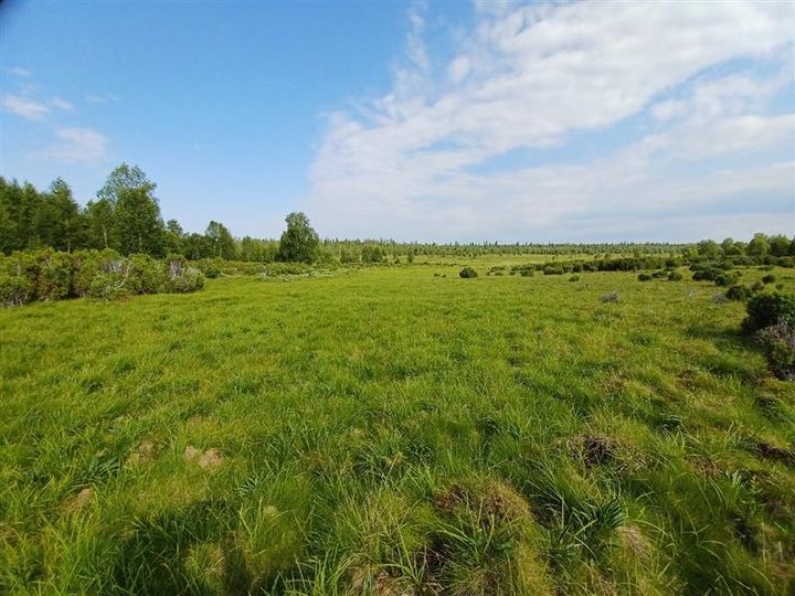 Puuton kesäinen aho.
